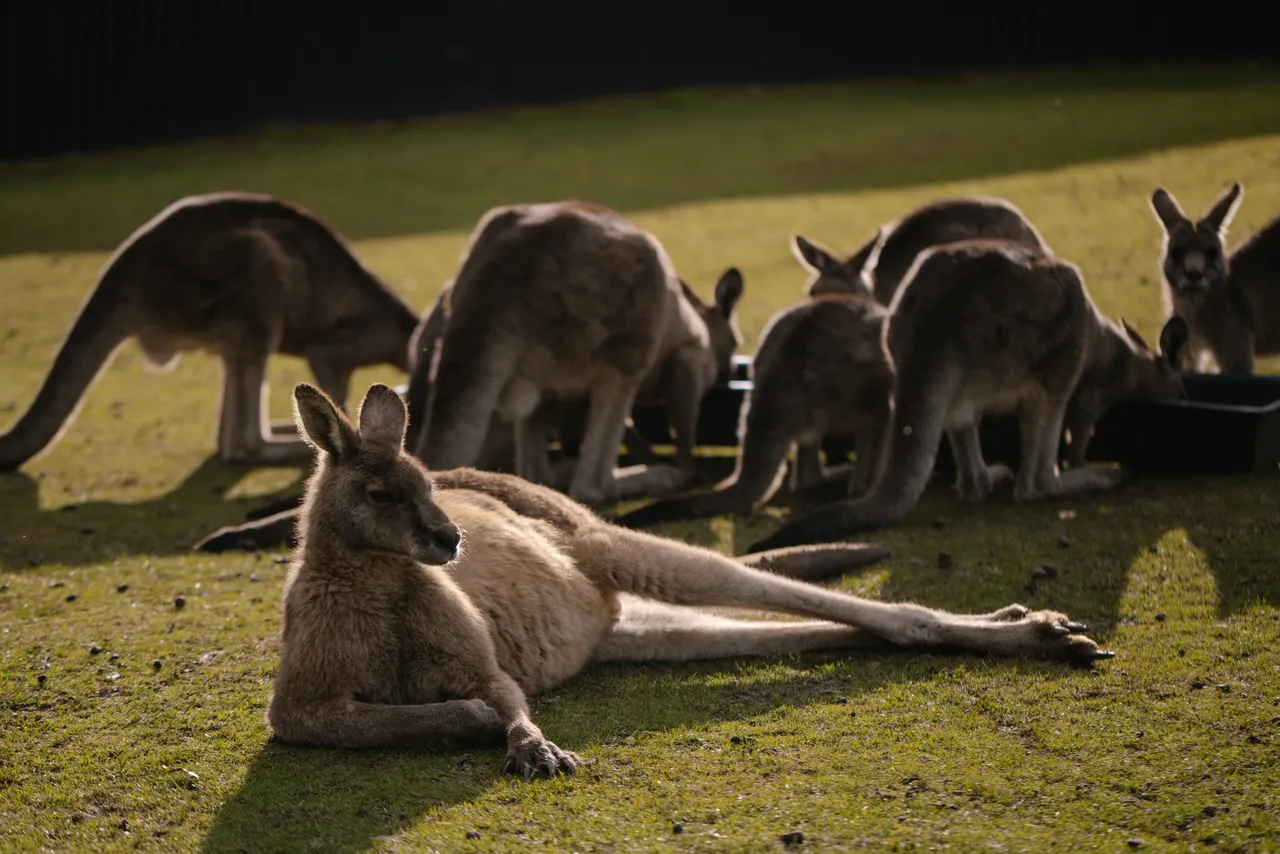 Eastern Grey Kangaroos