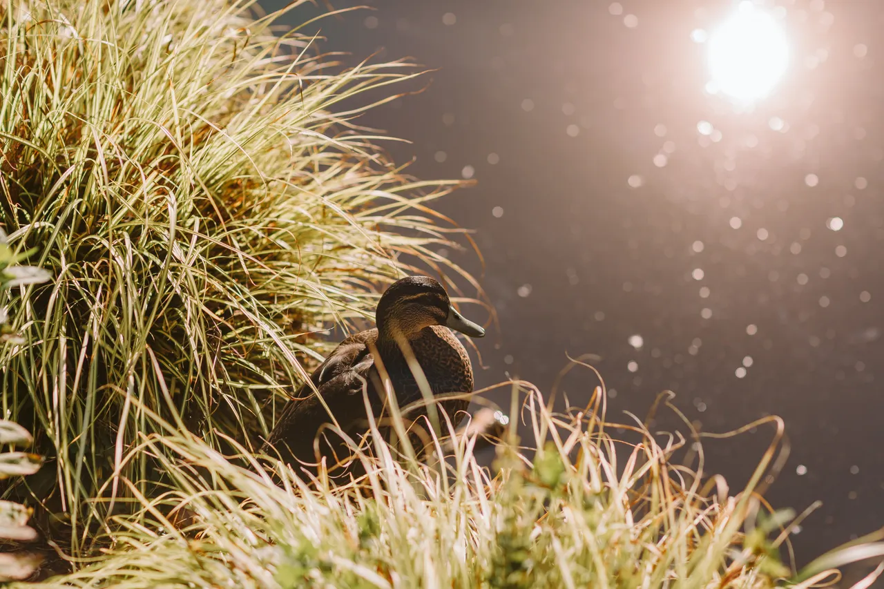 Duck at the Royal Tasmanian Botanical Gardens
