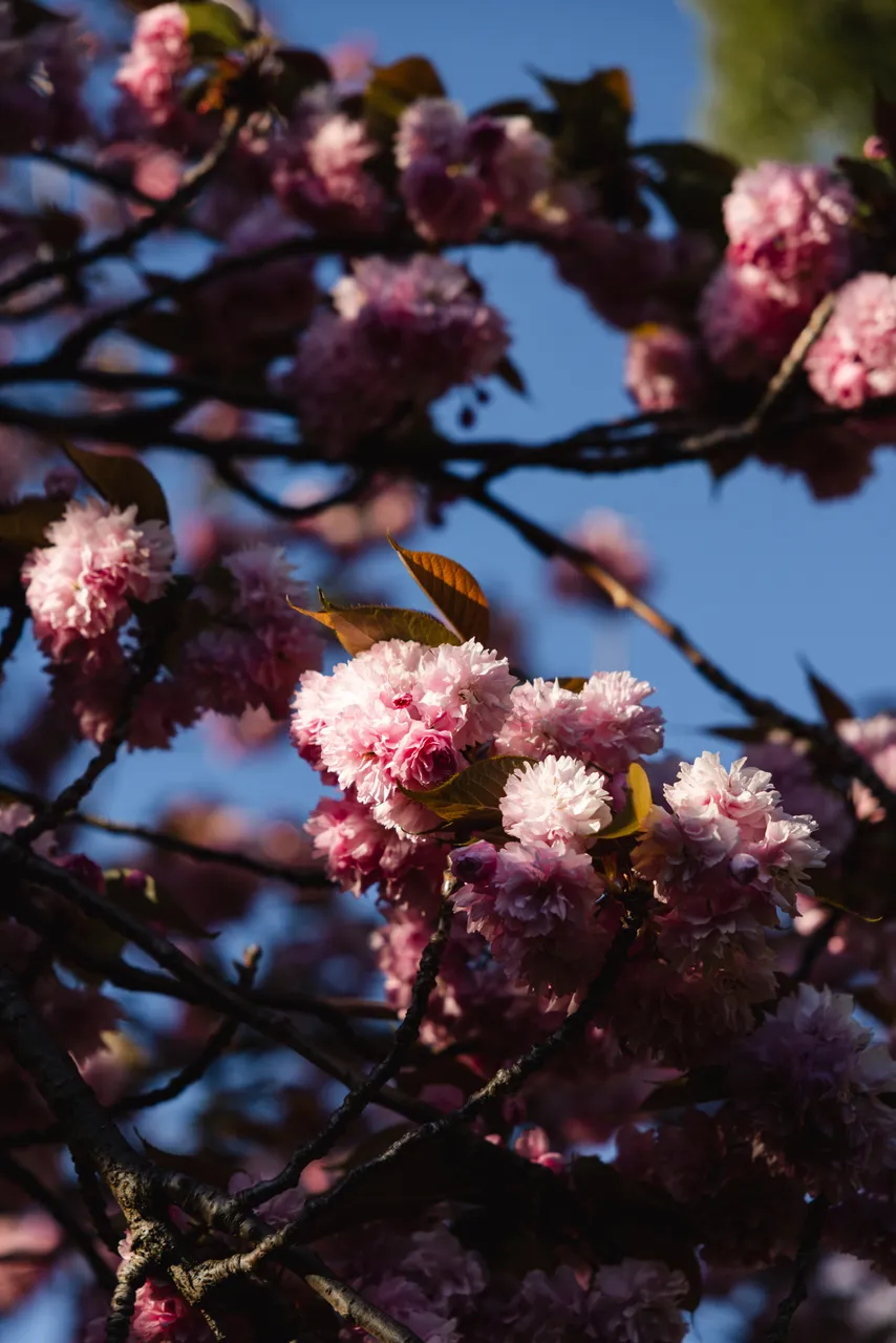 Pink Blossoms in Spring