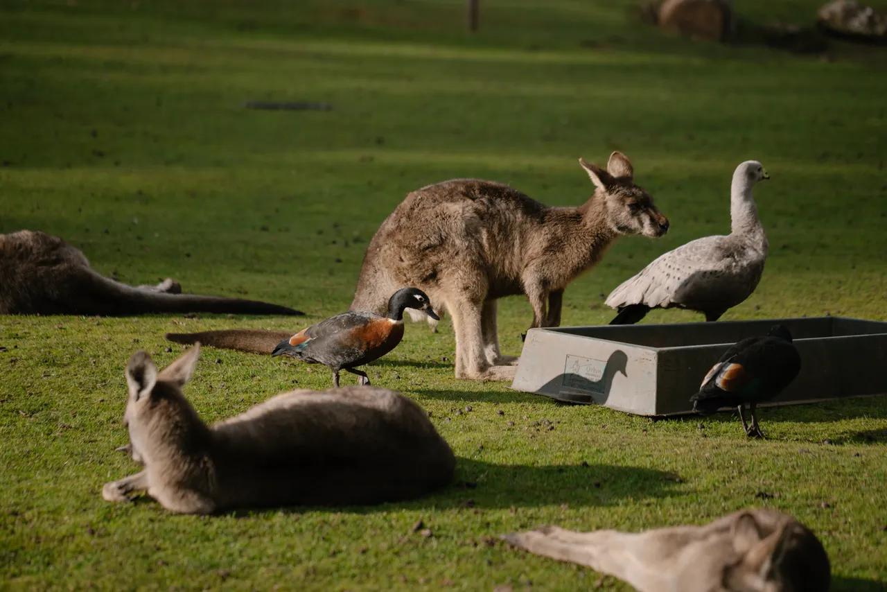 Animals at Drinking Trough