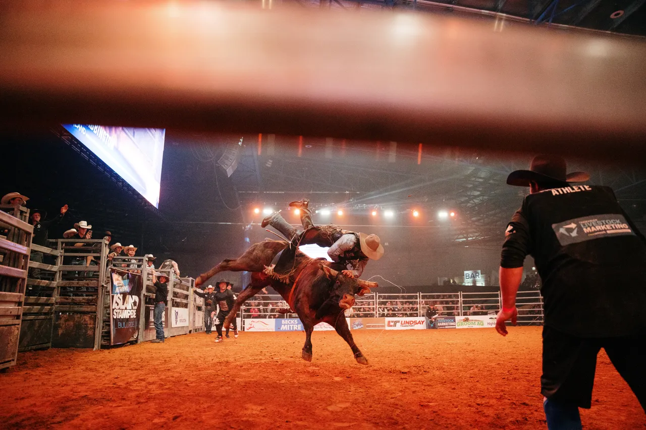 Bull Bucking at the Island Stampede Rodeo