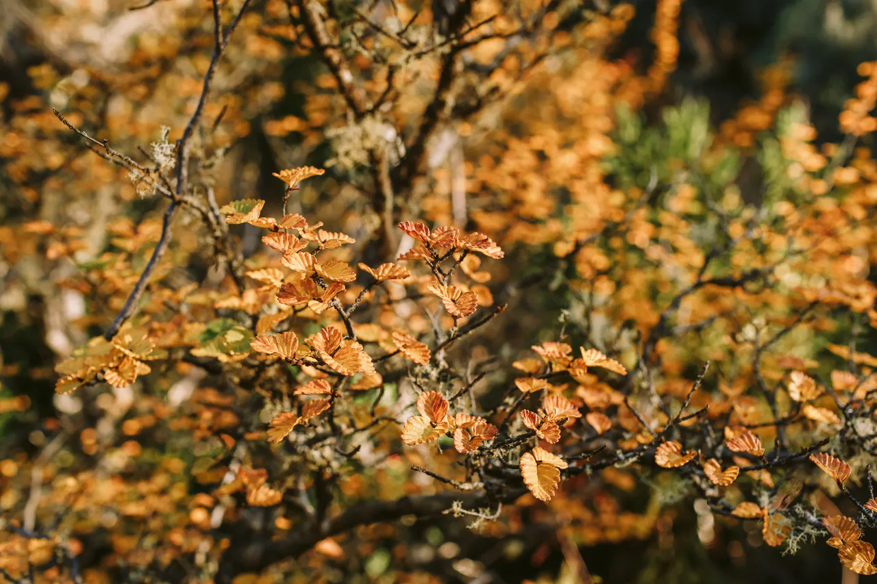 Orange Fagus at Mount Field