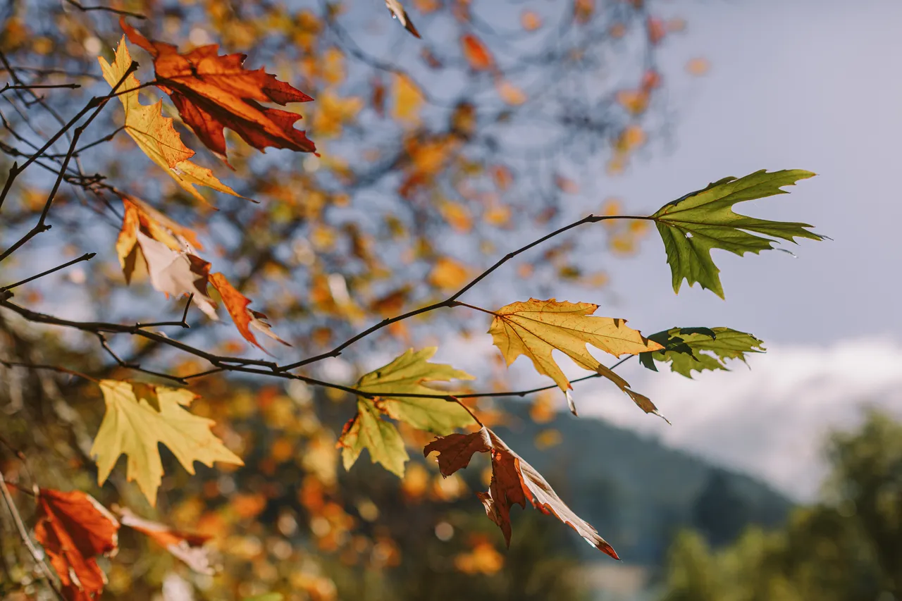 Autumn Leaves