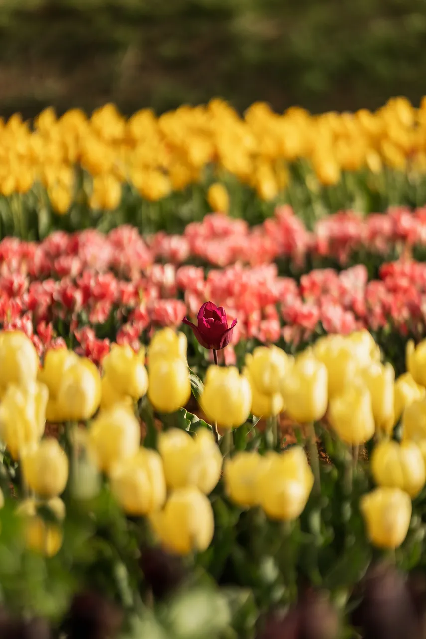 Tulips in Bloom