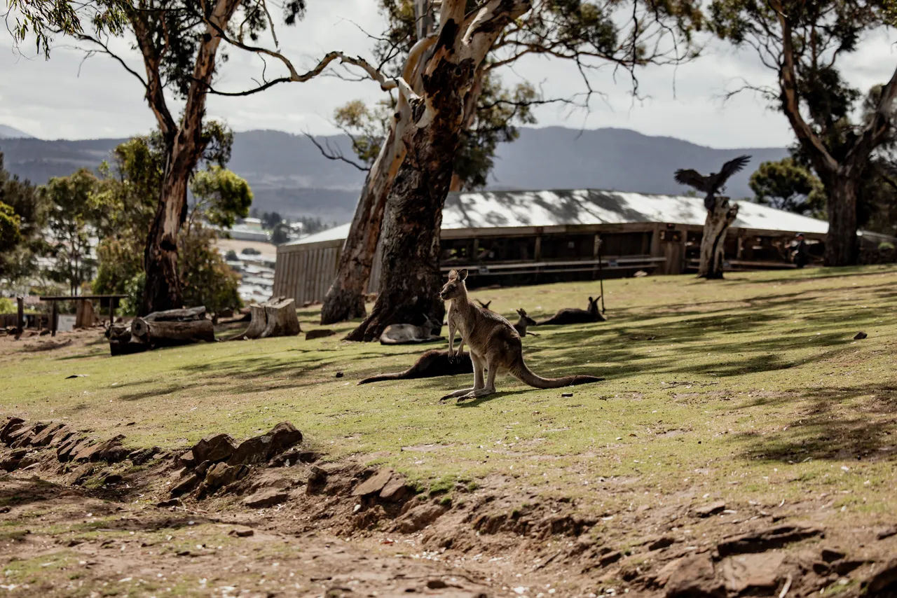 Kangaroos at Bonorong Wildlife Sanctuary