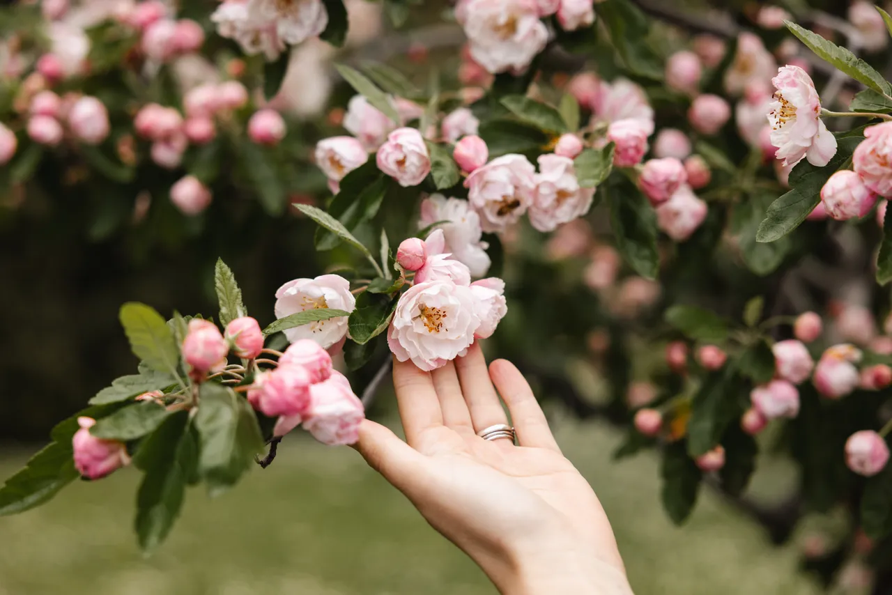 Pink Blossoms in Spring