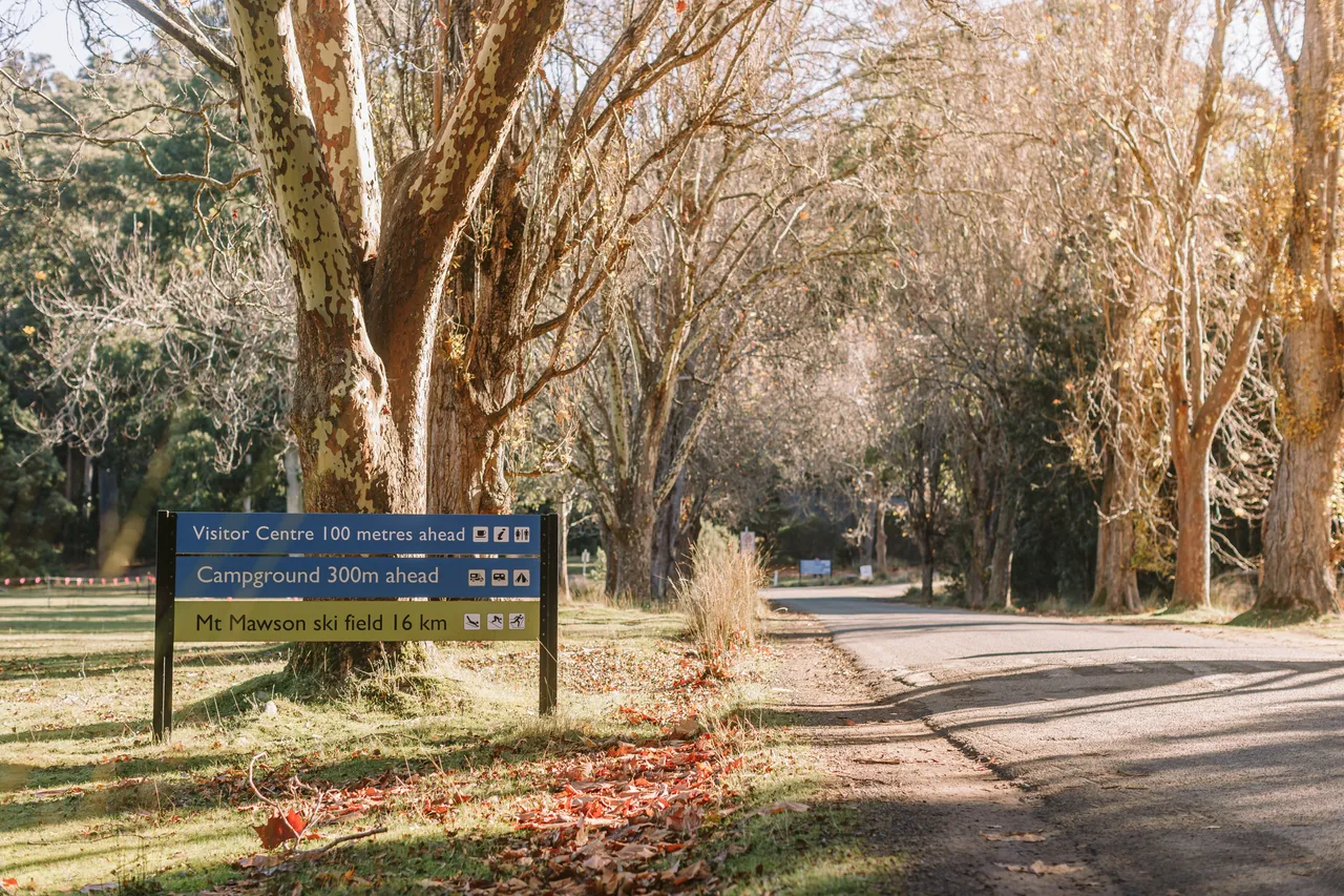 Tree-Lined Avenue Entrance to Mt Field National Park
