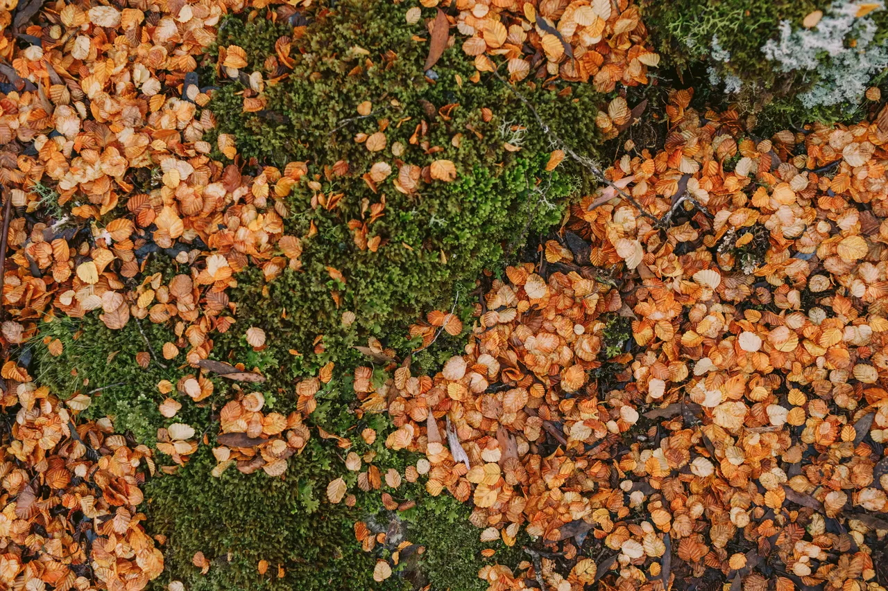 Orange Fagus on Ground