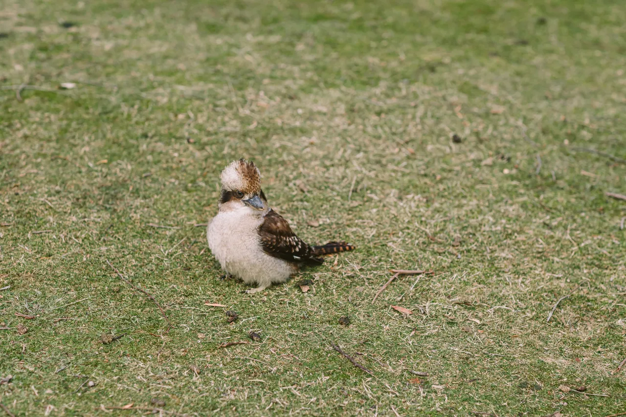 Kookaburra on Grass