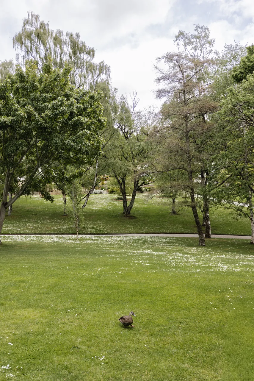 Duck at the Royal Tasmanian Botanical Gardens
