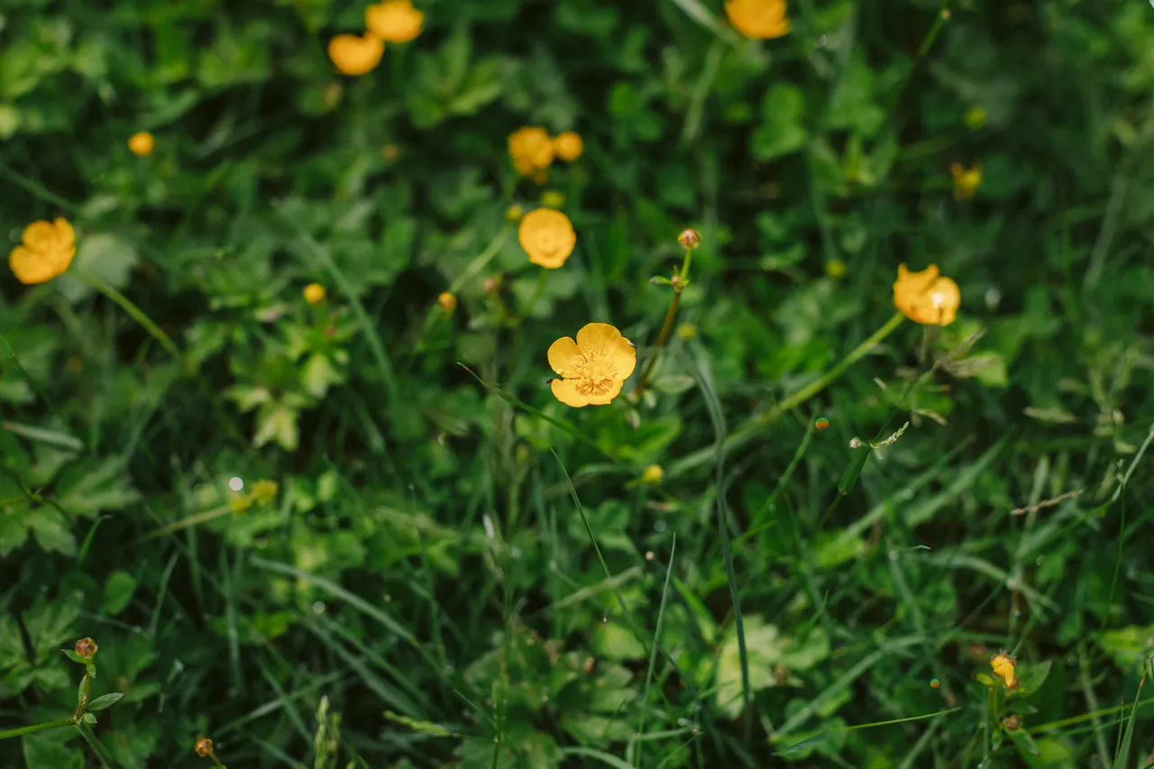 Foliage on Sarah Island