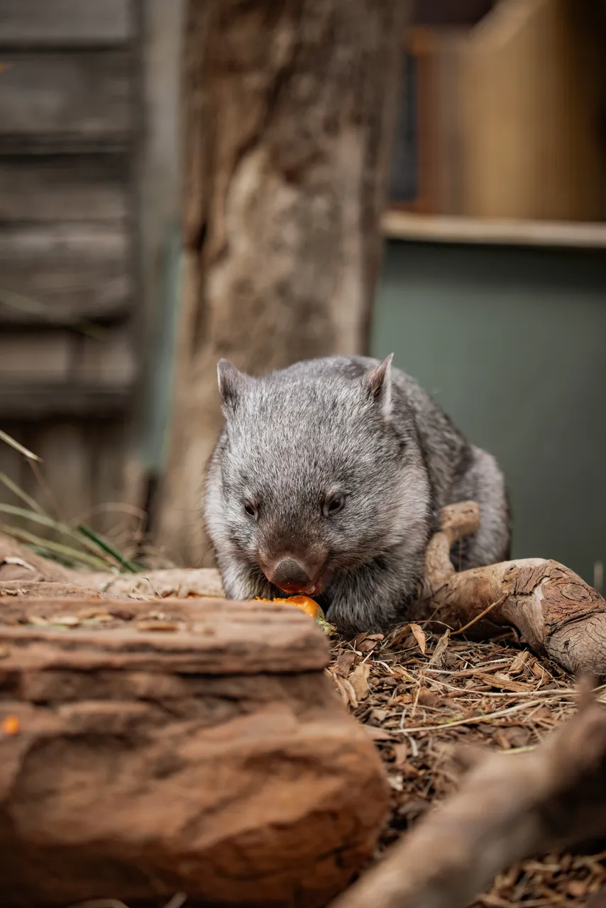 Wombat at Bonorong Wildlife Sanctuary