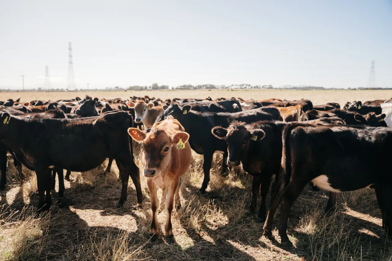 Calves in a Field