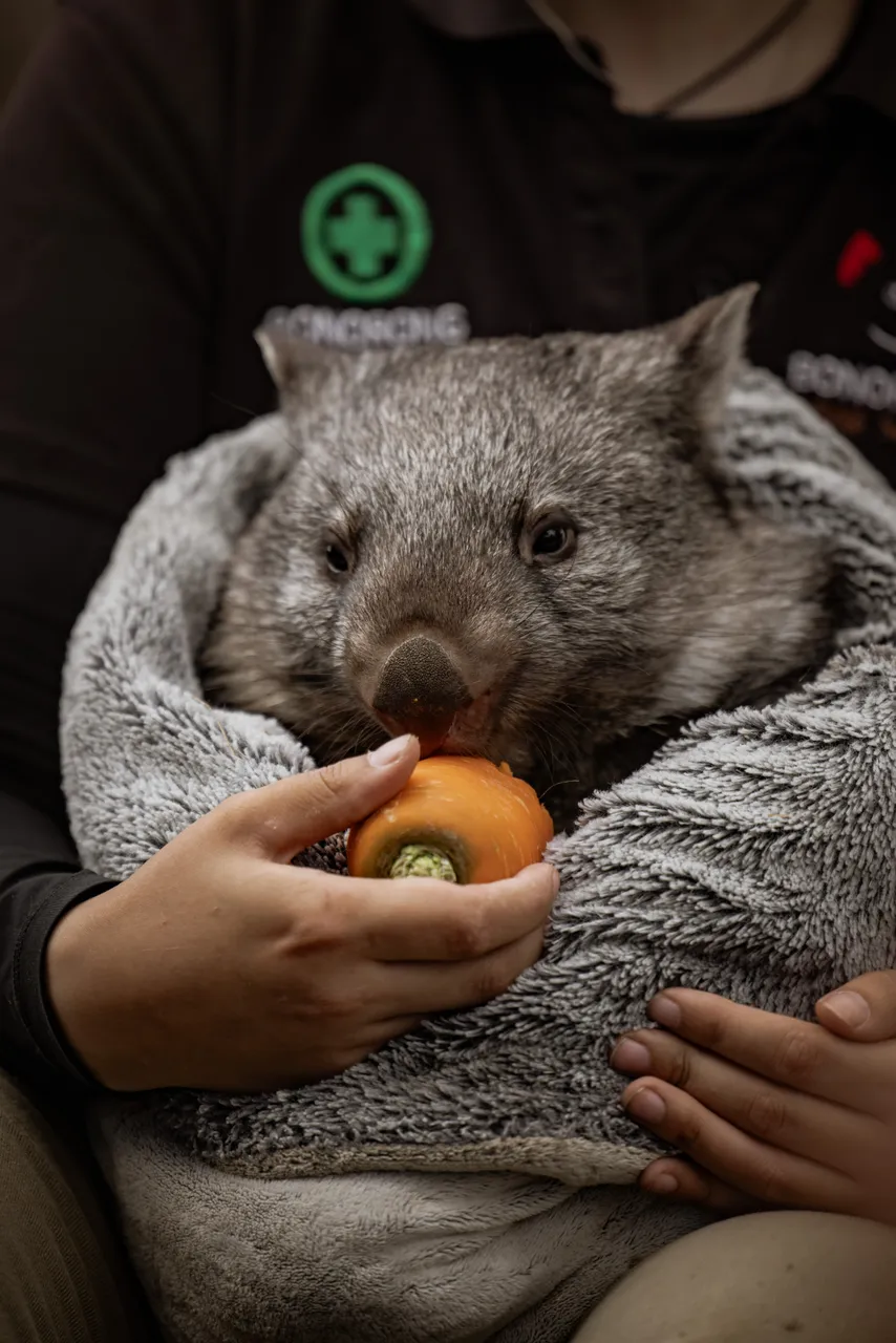Wombat at Bonorong Wildlife Sanctuary