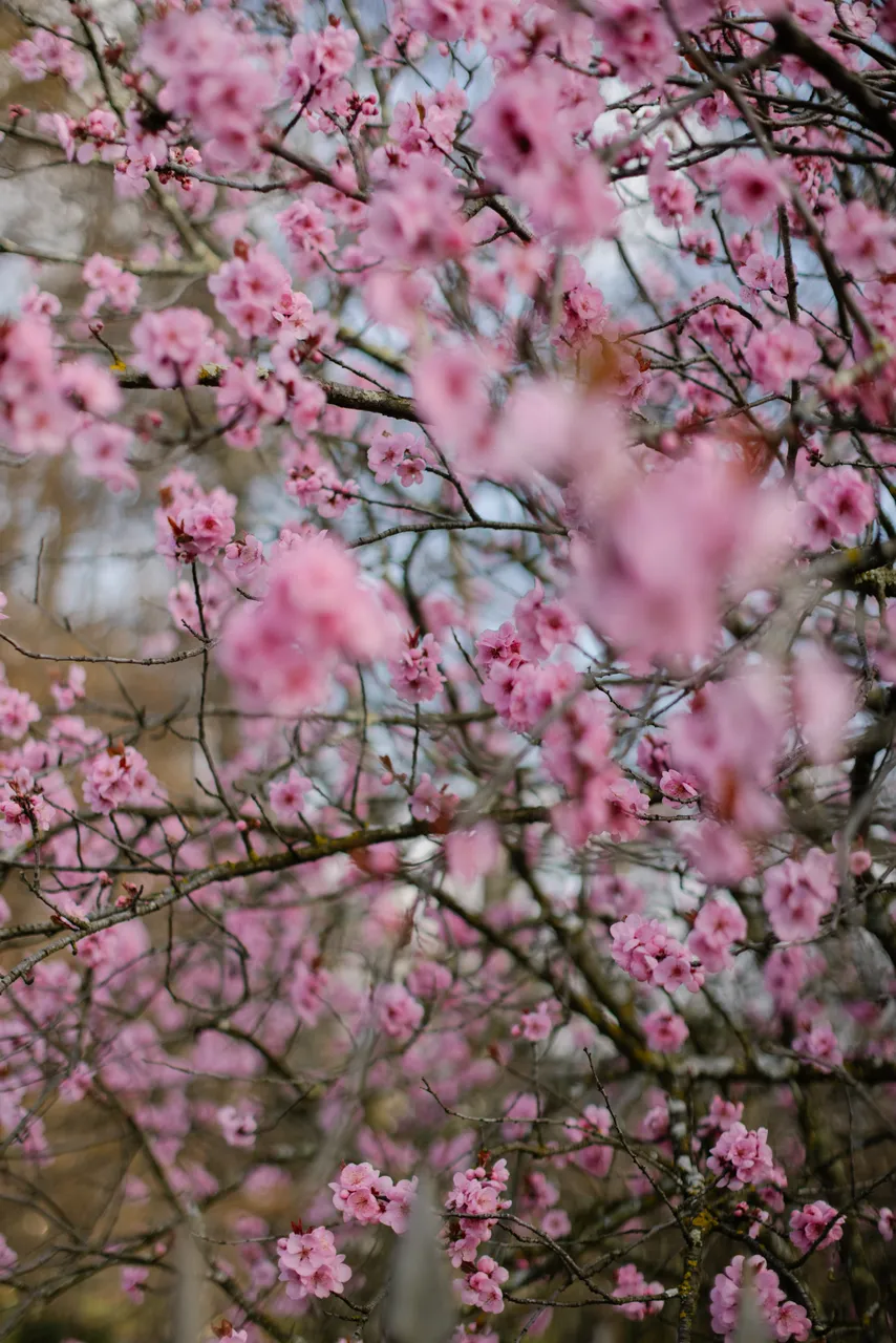 Pink Blossoms in Spring
