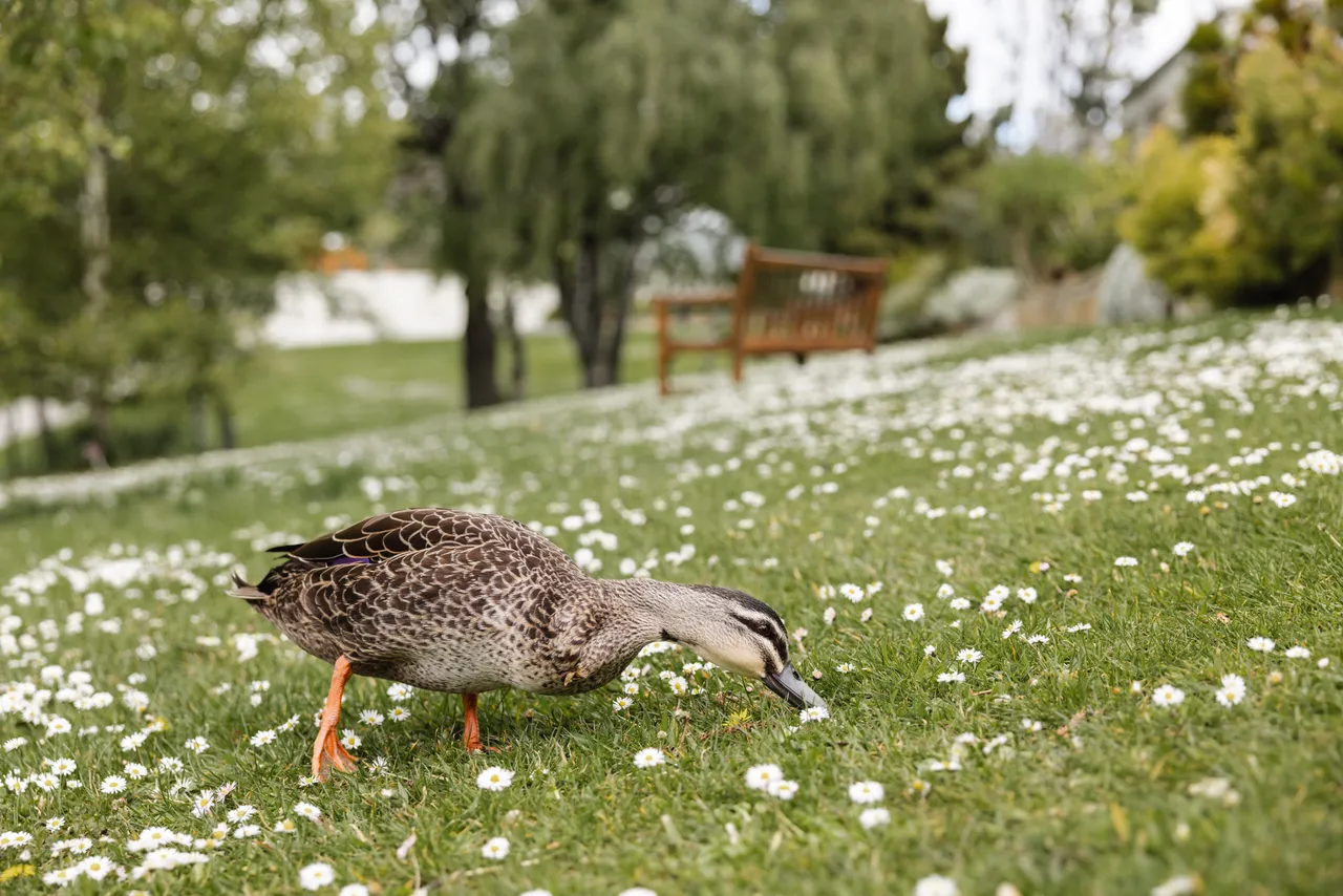 Duck at the Royal Tasmanian Botanical Gardens