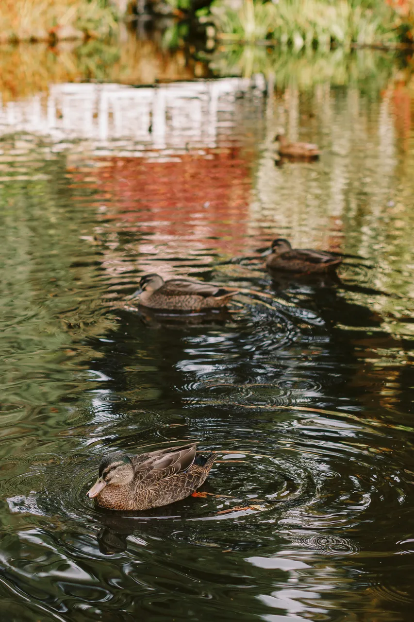 Ducks at the Royal Tasmanian Botanical Gardens