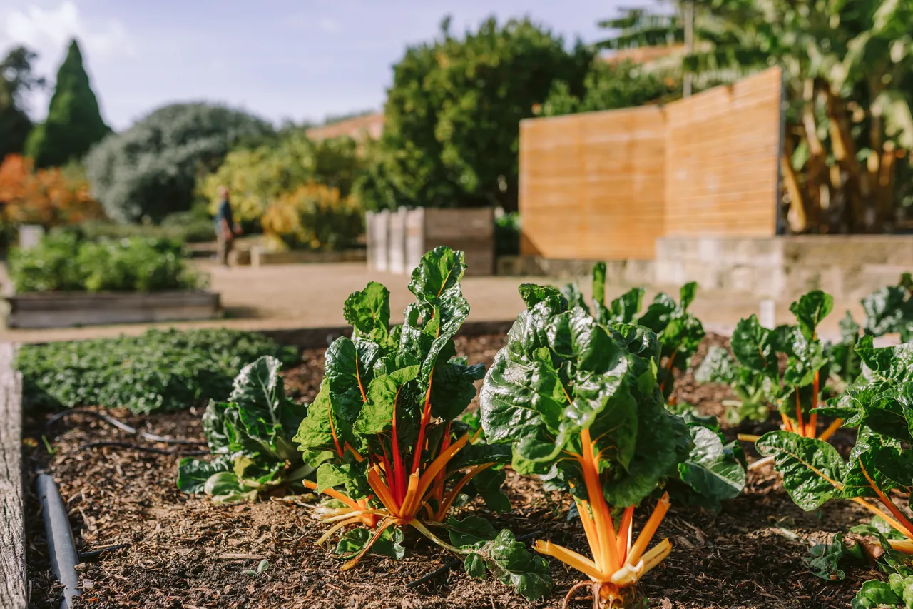 Vegetables Growing at the Royal Tasmanian Botanical Gardens