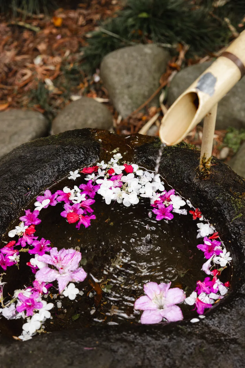 Water Feature in the Royal Tasmanian Botanical Gardens