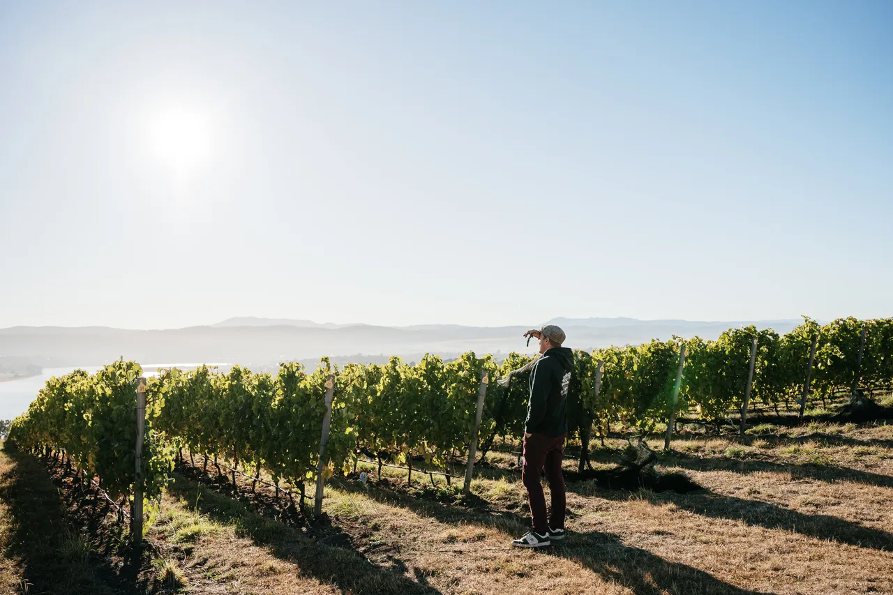 Vineyard at Utzinger Wines