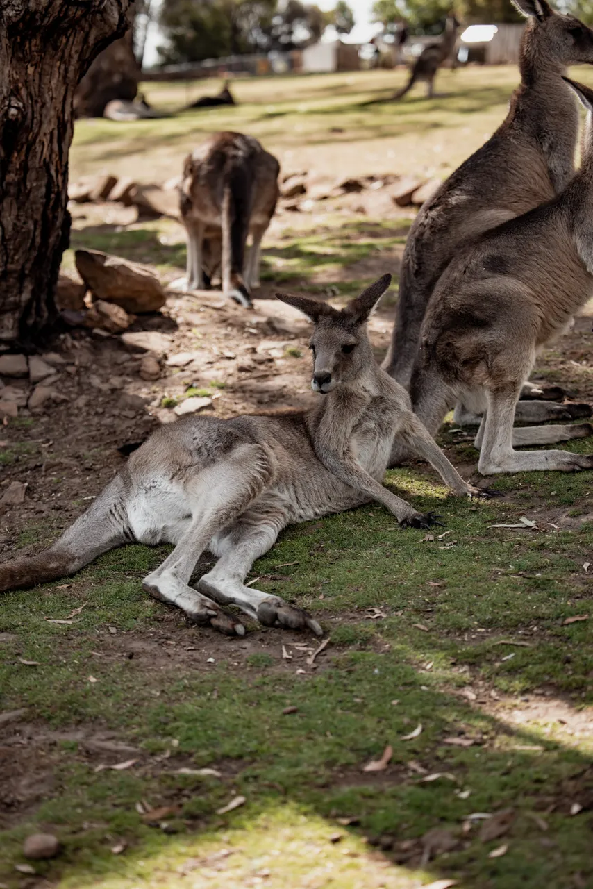 Kangaroos at Bonorong Wildlife Sanctuary