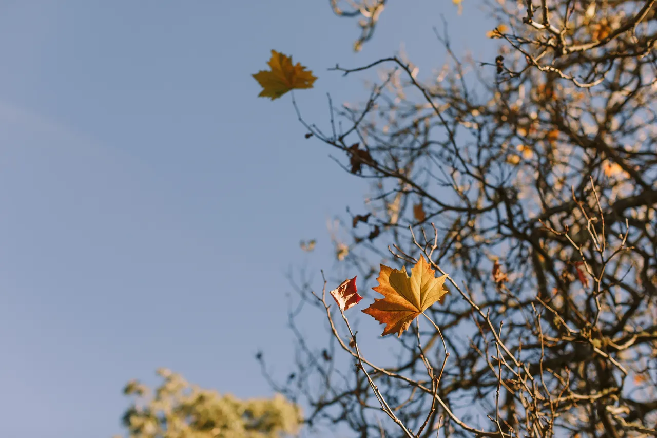 Autumn Leaves in Mt Field National Park
