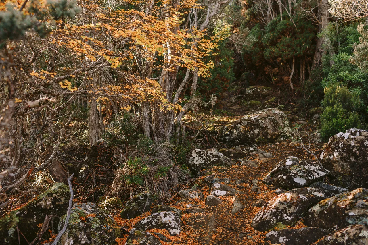 Walking Track with Fagus
