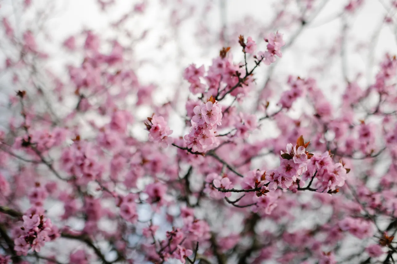 Pink Blossoms in Spring