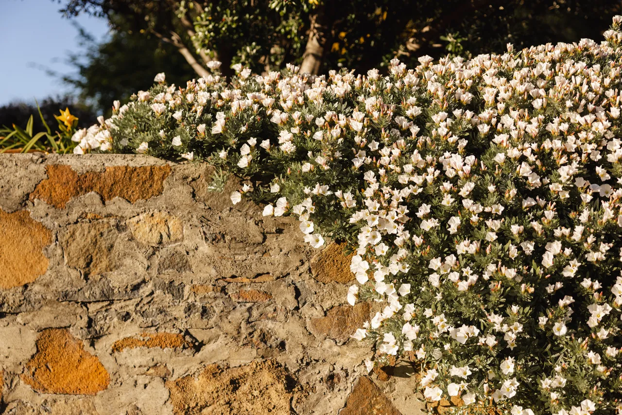 Flowers on Stone Wall