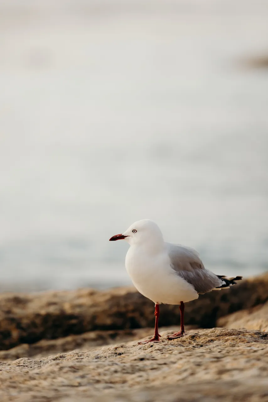 Seagull