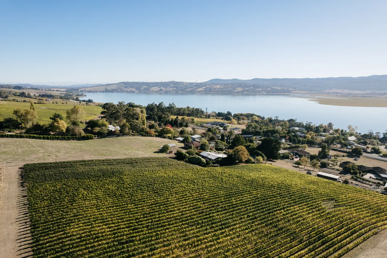 Vineyard at Utzinger Wines