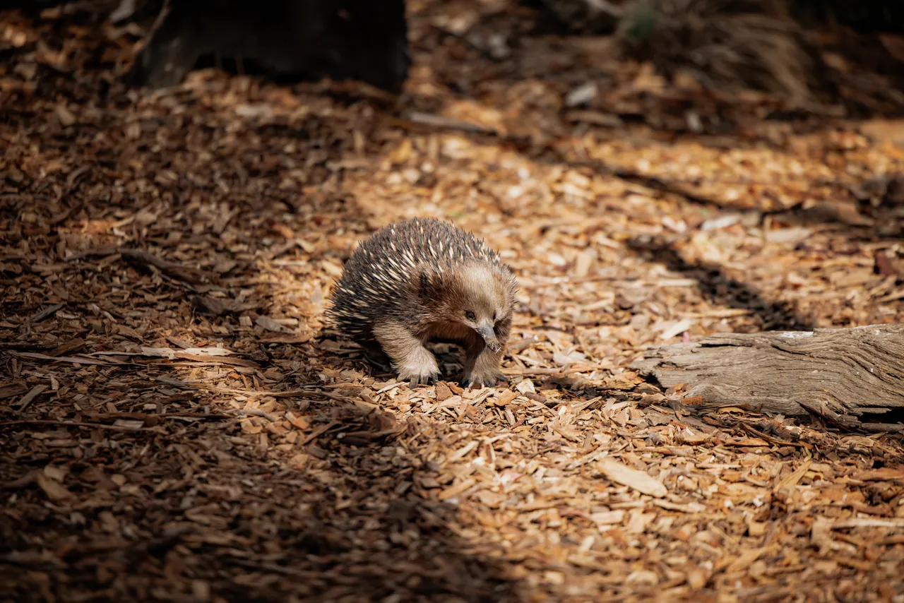 Echidna at Bonorong Wildlife Sanctuary