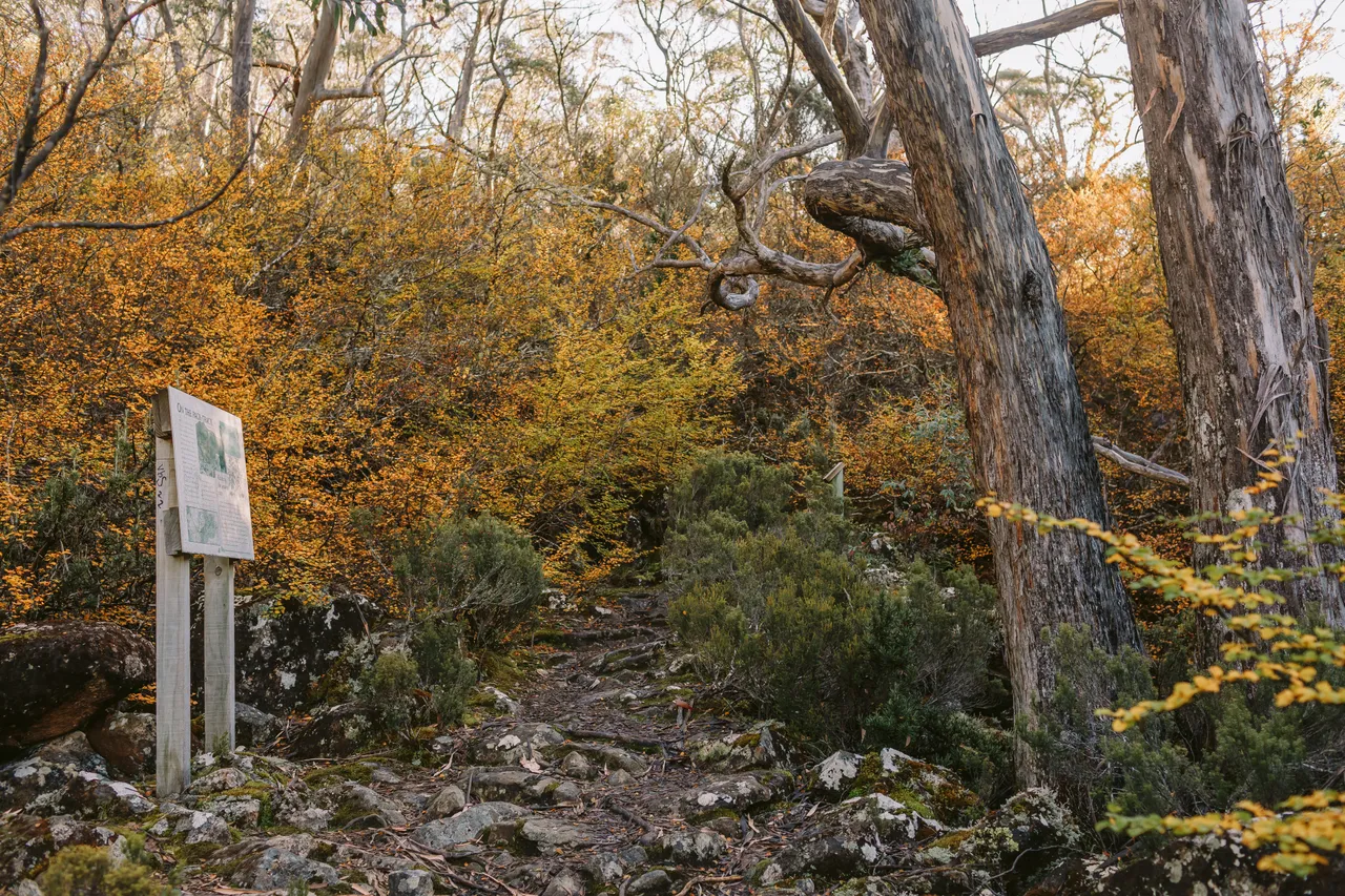 Fagus at Mt Field National Park