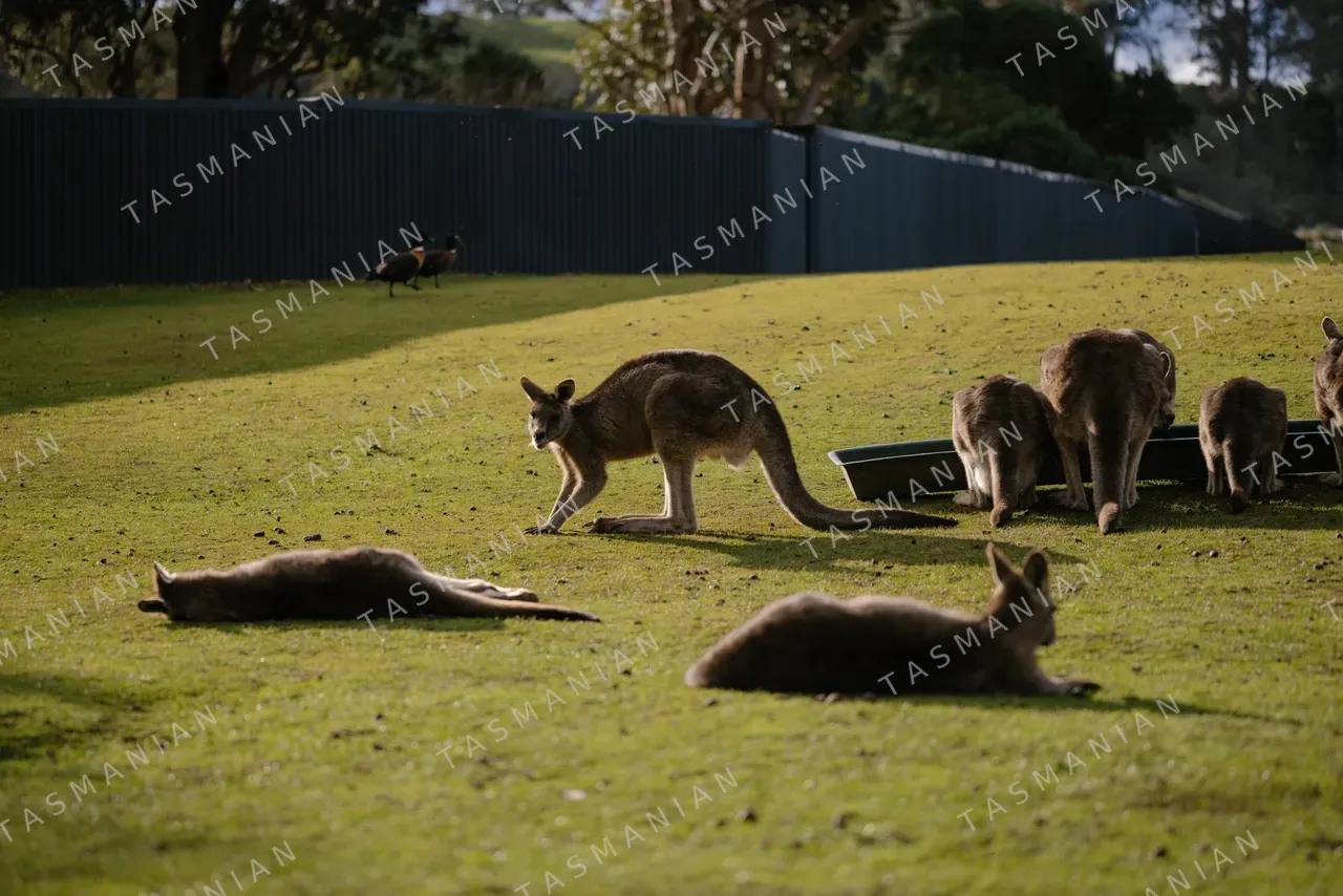 Eastern Grey Kangaroos