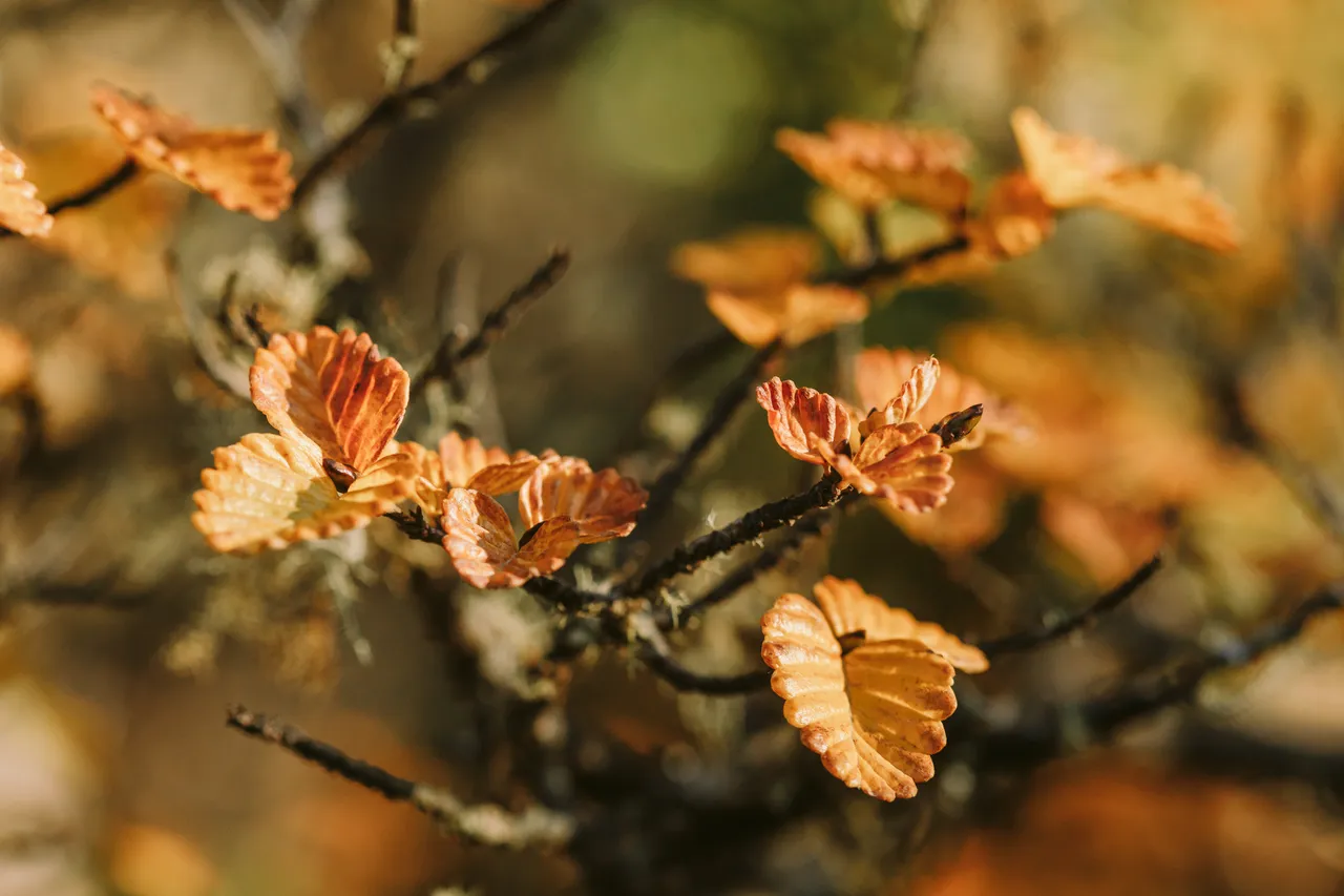 Fagus Close Up at Mt Field National Park