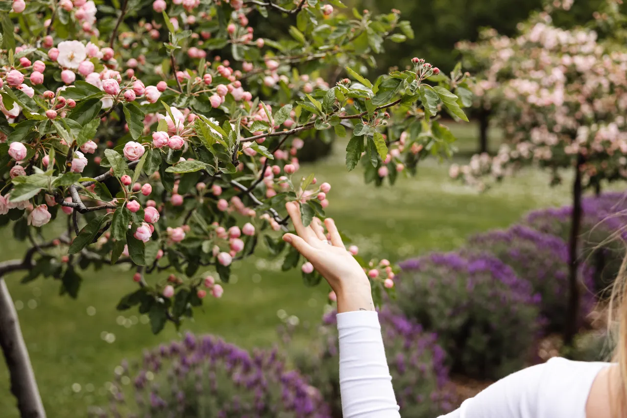 Pink Blossoms in Spring