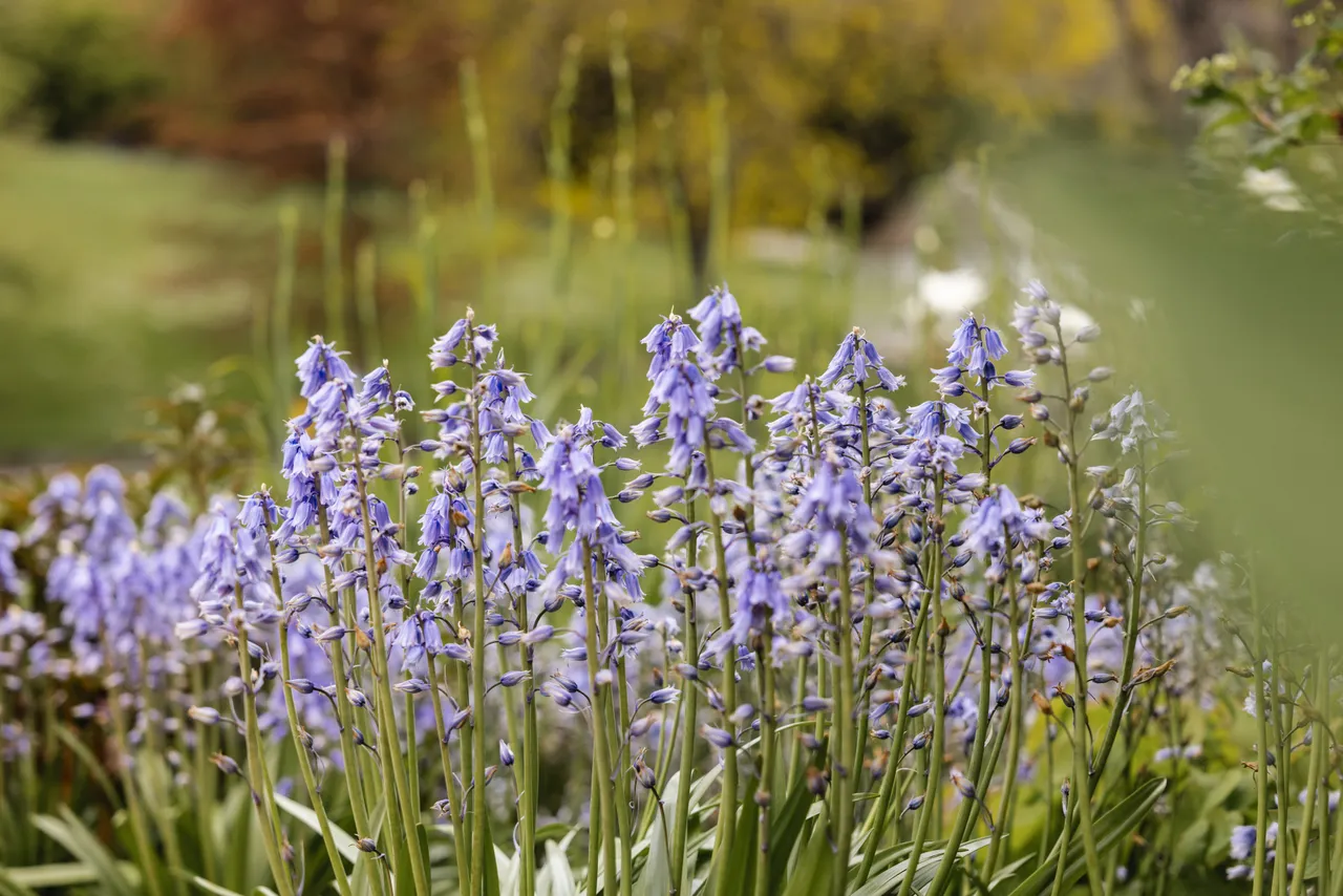Spring Flowers in Bloom