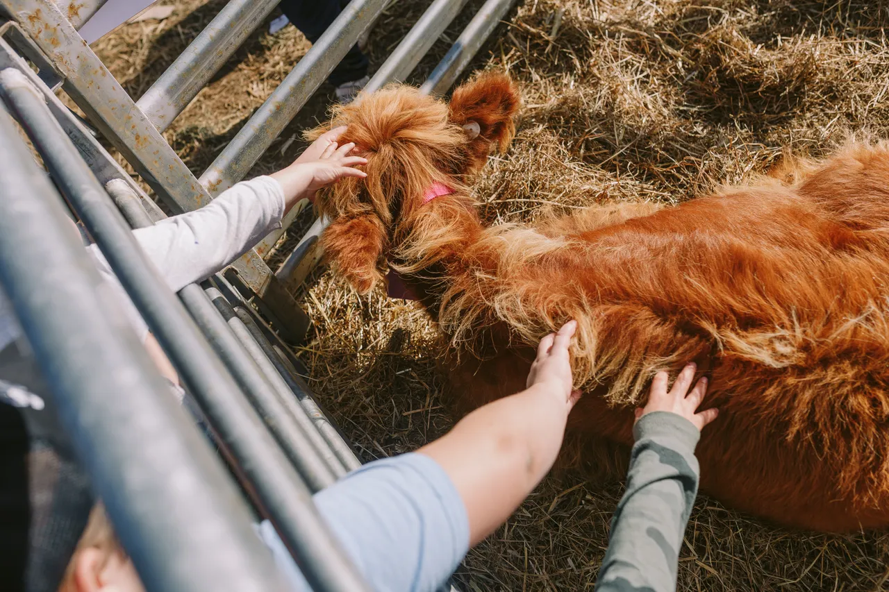 Highland Cows at Agfest