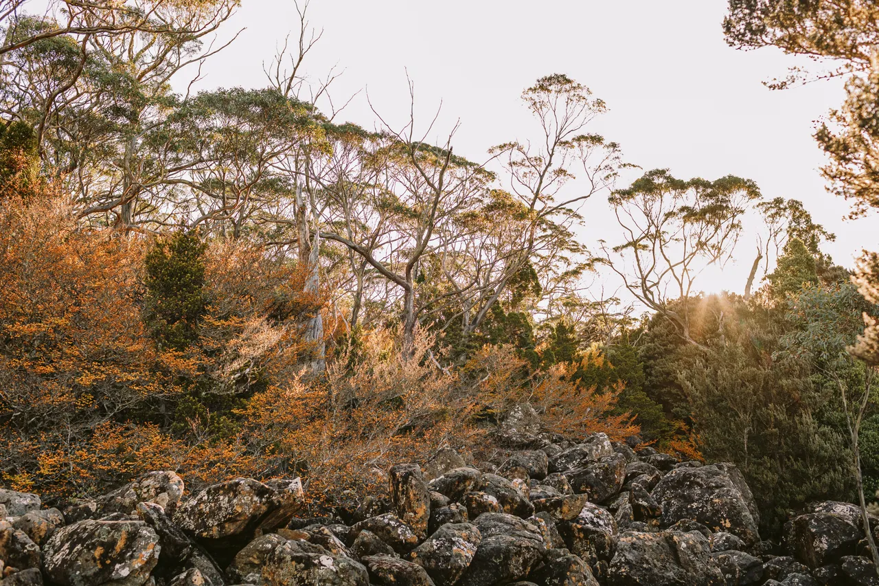 Fagus at Mt Field National Park