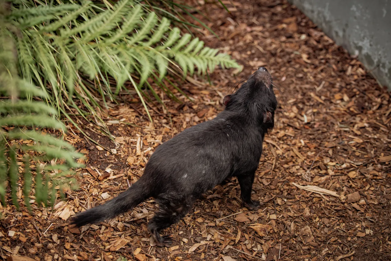 Tasmanian Devil at Bonorong Wildlife Sanctuary