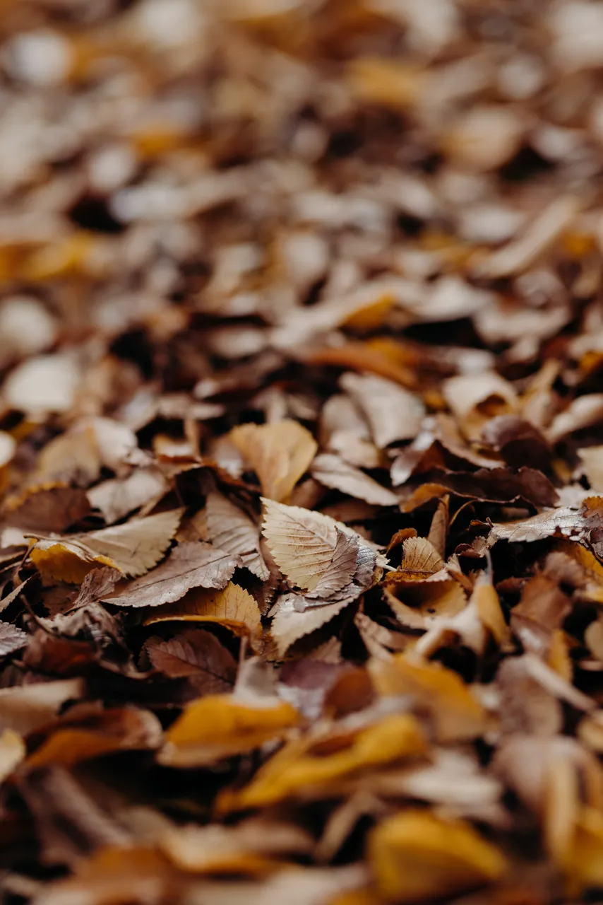 Autumn Leaves