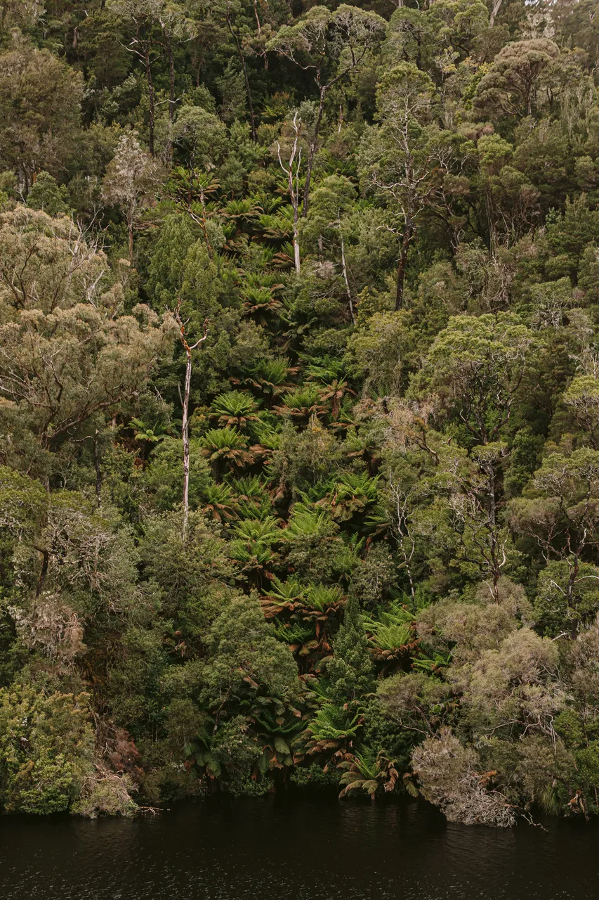 Rainforest on the Gordon River