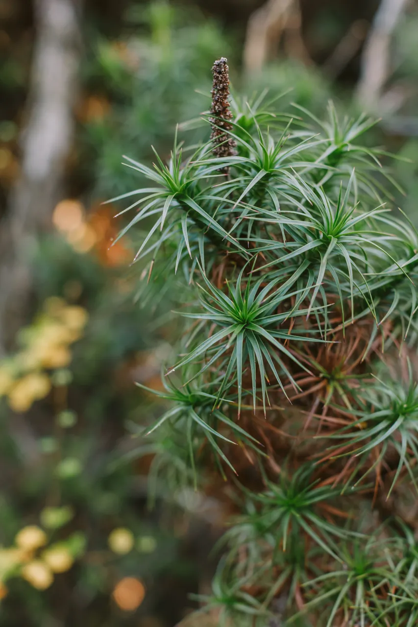 Mount Field Foliage 