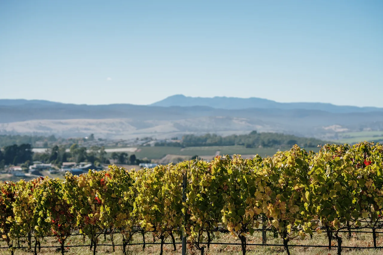 Vineyard at Utzinger Wines