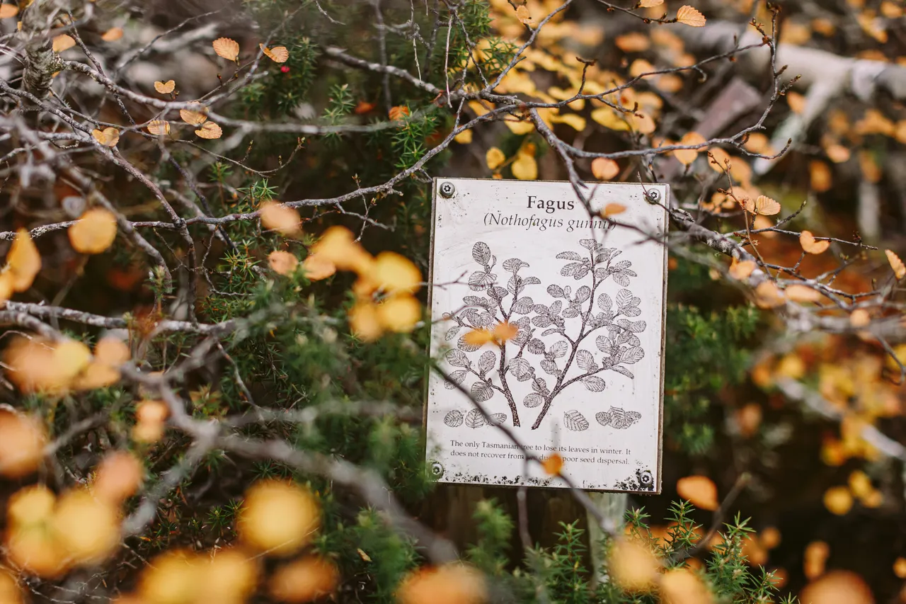 Fagus at Mount Field