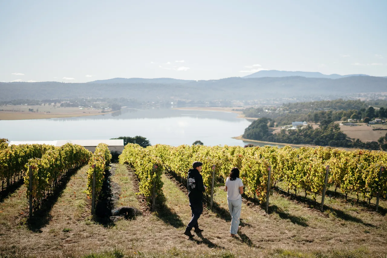 Vineyard at Utzinger Wines