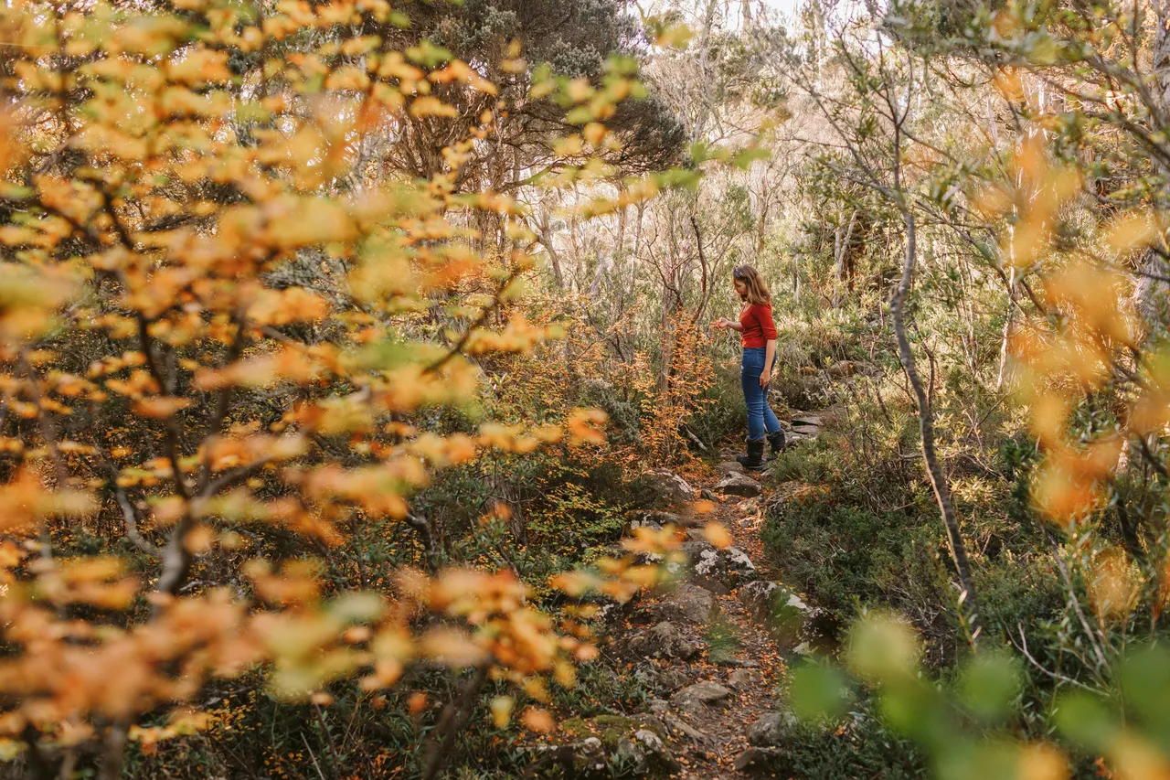 Person Walking Through Fagus