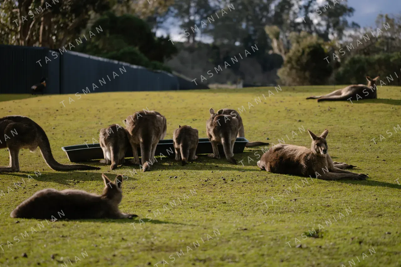 Eastern Grey Kangaroos