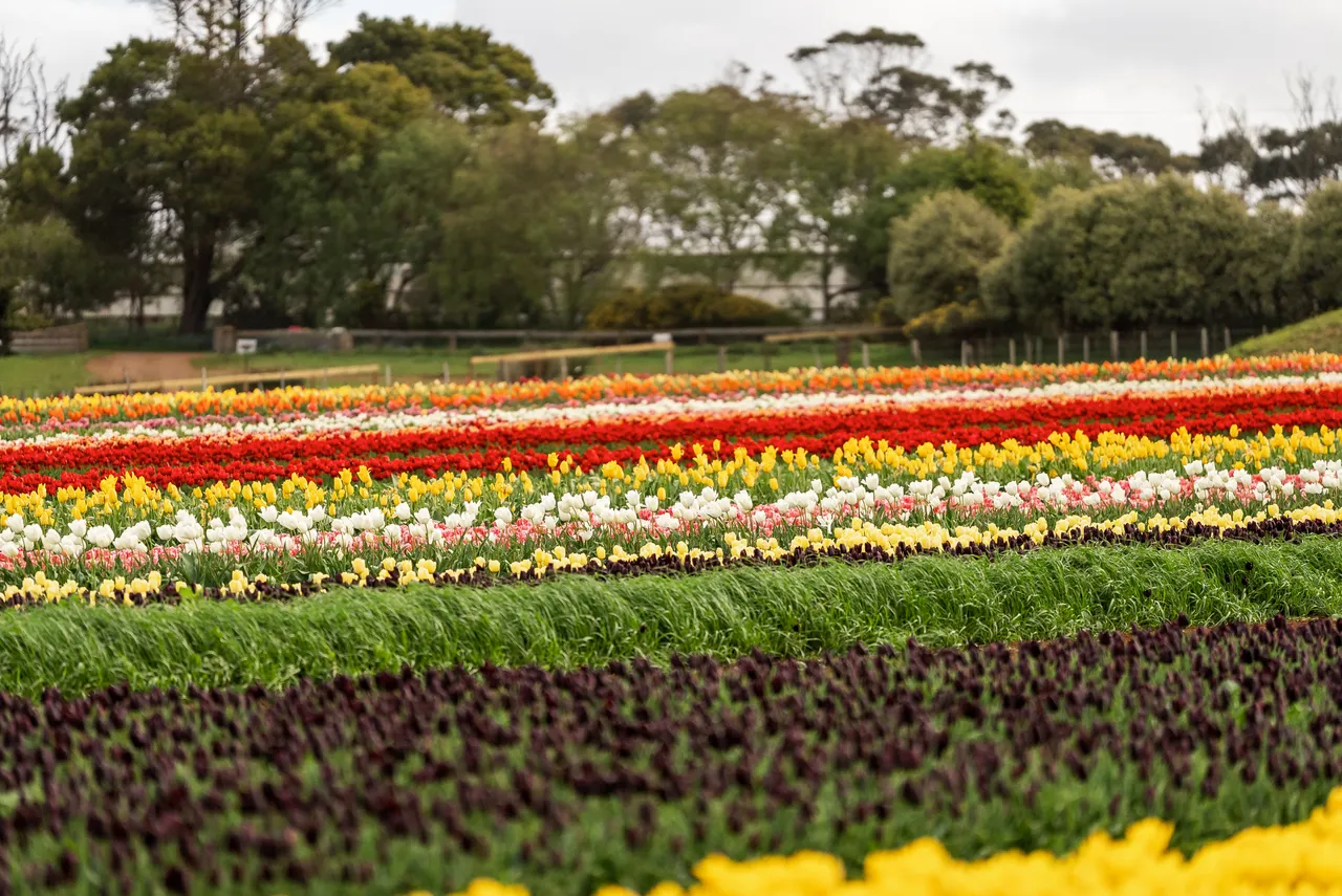 Table Cape Tulip Farm