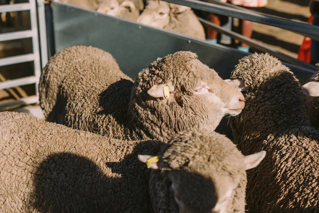 Sheep at Agfest